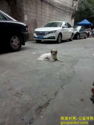 东莞厚街三屯大围新村一路找狗狗，它是一只非常可爱的宠物狗狗，希望它早日回家，不要变成流浪狗。
