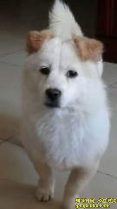 【北京找狗】，建国门内白色小串狗丢失，它是一只非常可爱的宠物狗狗，希望它早日回家，不要变成流浪狗。