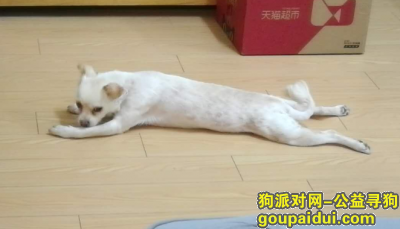 【上海找狗】，普陀区延川路万镇路附近找小白狗，它是一只非常可爱的宠物狗狗，希望它早日回家，不要变成流浪狗。