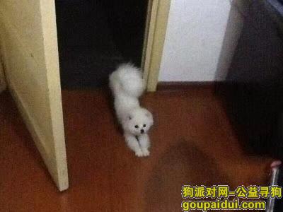 衡阳寻狗启示，#寻狗启示# 狗名字：肉丸子❤️ 博美犬白色 年龄一岁,小体型犬，它是一只非常可爱的宠物狗狗，希望它早日回家，不要变成流浪狗。