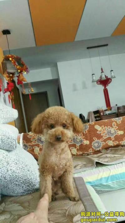 【南京找狗】，花神湖附近丢失一只3岁小泰迪，它是一只非常可爱的宠物狗狗，希望它早日回家，不要变成流浪狗。