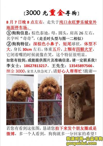 【武汉找狗】，寻找8月7日经开永旺走失的棕色泰迪，它是一只非常可爱的宠物狗狗，希望它早日回家，不要变成流浪狗。