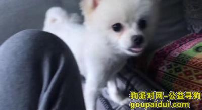 衡阳丢狗，狗狗名字：肉丸子❤️ 博美犬白色； 年龄一岁,小体型犬,，它是一只非常可爱的宠物狗狗，希望它早日回家，不要变成流浪狗。