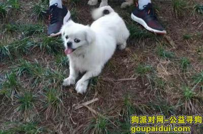 陇南寻狗启示，丢失一只白色京巴，求好心人提供线索！！！，它是一只非常可爱的宠物狗狗，希望它早日回家，不要变成流浪狗。
