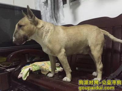 【北京找狗】，丰台区公益西桥新宫地铁附近丢失棕色牛头梗，它是一只非常可爱的宠物狗狗，希望它早日回家，不要变成流浪狗。