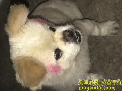 捡到狗，上海宝山地区捡到一个母博美犬，它是一只非常可爱的宠物狗狗，希望它早日回家，不要变成流浪狗。