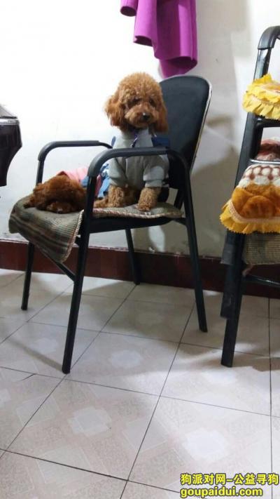 贵州省贵阳市白云区遗失棕色泰迪，它是一只非常可爱的宠物狗狗，希望它早日回家，不要变成流浪狗。