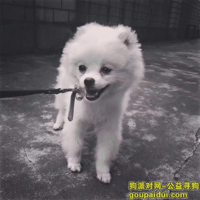 肉丸子❤️ 博美犬白色  ； 年龄一岁,小体型犬,，它是一只非常可爱的宠物狗狗，希望它早日回家，不要变成流浪狗。