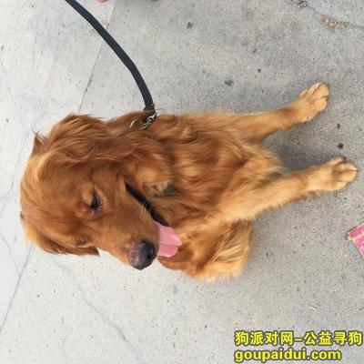 【大庆捡到狗】，8月13日捡到金毛公狗一只，它是一只非常可爱的宠物狗狗，希望它早日回家，不要变成流浪狗。
