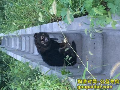 【北京捡到狗】，为不知品种的黑毛犬寻找主人，它是一只非常可爱的宠物狗狗，希望它早日回家，不要变成流浪狗。