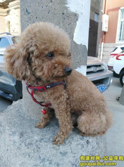 重金寻找我家8月17日在汝河西路丢失的爱犬，它是一只非常可爱的宠物狗狗，希望它早日回家，不要变成流浪狗。
