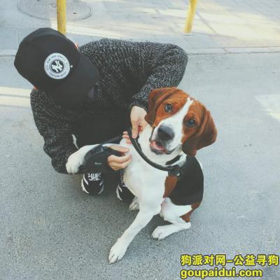 【北京找狗】，北京市大兴区康宜家园北区于2017年8月18日走失一只雄性黑棕白三色比格，它是一只非常可爱的宠物狗狗，希望它早日回家，不要变成流浪狗。
