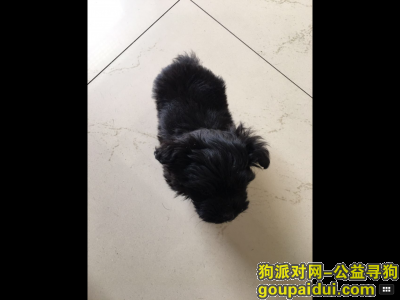 【郑州找狗】，黑色泰迪于8月16日走丢，它是一只非常可爱的宠物狗狗，希望它早日回家，不要变成流浪狗。