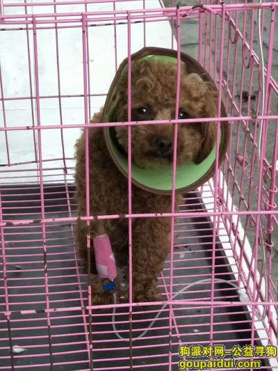 信阳找狗，在楚王城灶王土菜馆附近丢失，它是一只非常可爱的宠物狗狗，希望它早日回家，不要变成流浪狗。