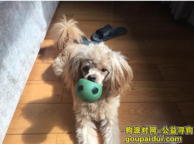 【杭州找狗】，寻狗启示 寻找贵宾金毛杂交 希望看到者电话联系，它是一只非常可爱的宠物狗狗，希望它早日回家，不要变成流浪狗。