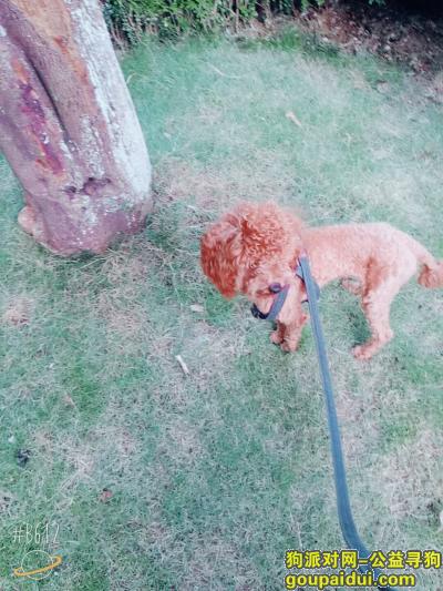 【绍兴找狗】，嵊州市东圃丢失泰迪犬，它是一只非常可爱的宠物狗狗，希望它早日回家，不要变成流浪狗。