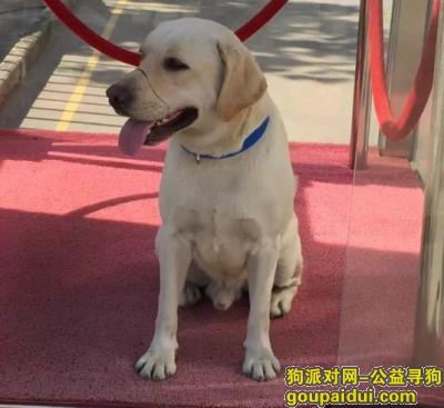 【珠海找狗】，珠海 8月走丢拉布拉多 前山 坦洲 香洲，它是一只非常可爱的宠物狗狗，希望它早日回家，不要变成流浪狗。