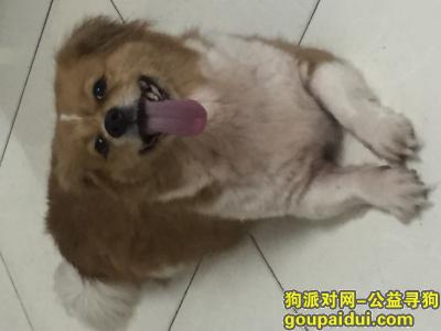 【广州找狗】，蝴蝶犬 8岁 20斤左右，它是一只非常可爱的宠物狗狗，希望它早日回家，不要变成流浪狗。