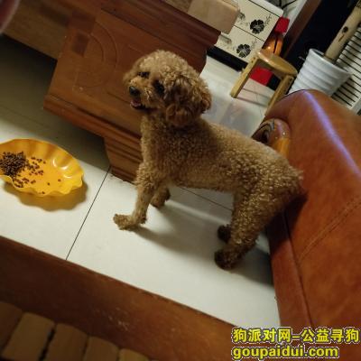 【长沙找狗】，湖南农业大学寻狗启示，它是一只非常可爱的宠物狗狗，希望它早日回家，不要变成流浪狗。