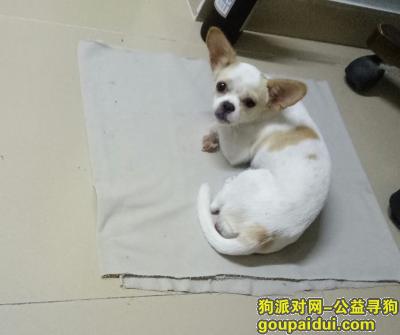 【广州找狗】，广州海珠土华寻爱狗串串小白，它是一只非常可爱的宠物狗狗，希望它早日回家，不要变成流浪狗。