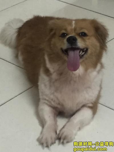 【广州找狗】，寻蝴蝶犬，8岁，母狗，它是一只非常可爱的宠物狗狗，希望它早日回家，不要变成流浪狗。