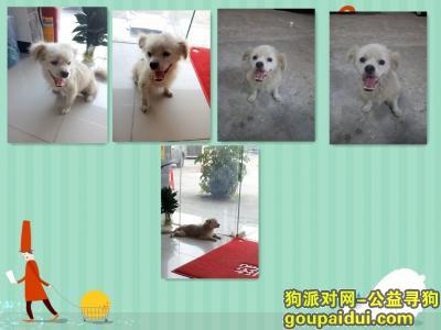 【深圳捡到狗】，观澜新田附近的一只小狗狗，它是一只非常可爱的宠物狗狗，希望它早日回家，不要变成流浪狗。