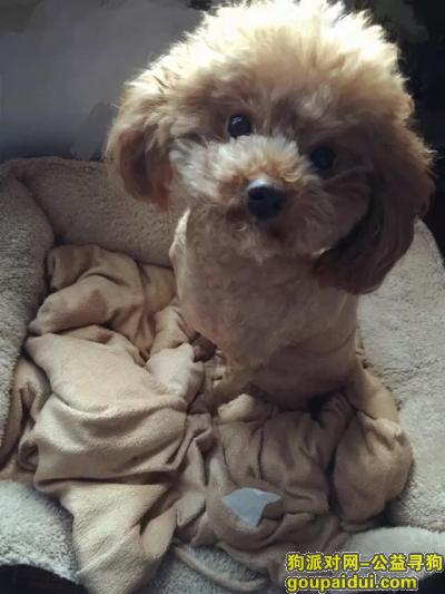 武汉市汉阳区寻找丢失泰迪，它是一只非常可爱的宠物狗狗，希望它早日回家，不要变成流浪狗。