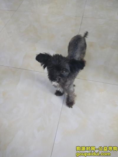 长沙找狗主人，于8月20号捡到类似泰迪贵宾犬黑色一只。，它是一只非常可爱的宠物狗狗，希望它早日回家，不要变成流浪狗。