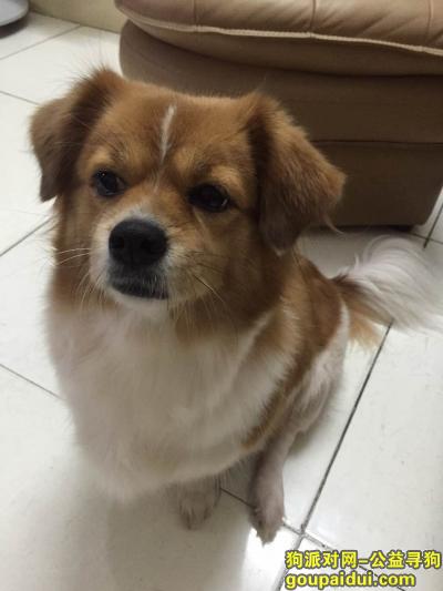 【广州找狗】，主人担心，希望快快回家，它是一只非常可爱的宠物狗狗，希望它早日回家，不要变成流浪狗。