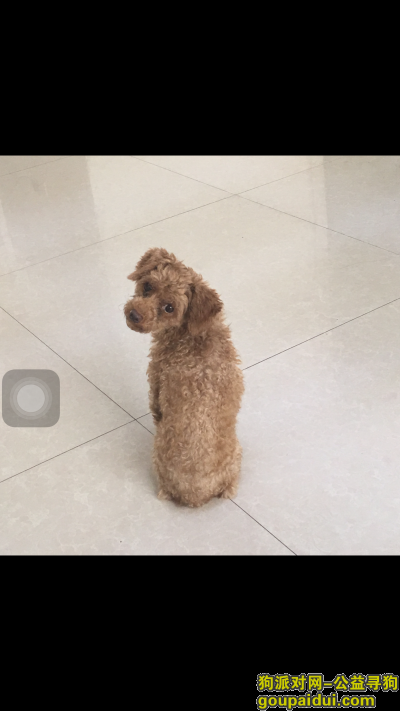 【淮南找狗】，寻找一只小型浅褐色泰迪，三岁，它是一只非常可爱的宠物狗狗，希望它早日回家，不要变成流浪狗。