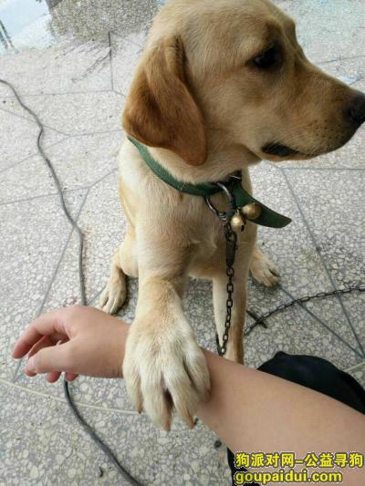 岳阳寻狗启示，湘阴找狗，寻找一条拉布拉多犬，它是一只非常可爱的宠物狗狗，希望它早日回家，不要变成流浪狗。