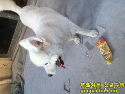 杭州捡到狗，萧山义桥御景蓝湾捡到萨摩一只，它是一只非常可爱的宠物狗狗，希望它早日回家，不要变成流浪狗。