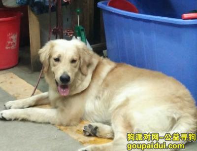 【广州找狗】，天河长湴走失周岁公金毛，送回重金酬谢，它是一只非常可爱的宠物狗狗，希望它早日回家，不要变成流浪狗。