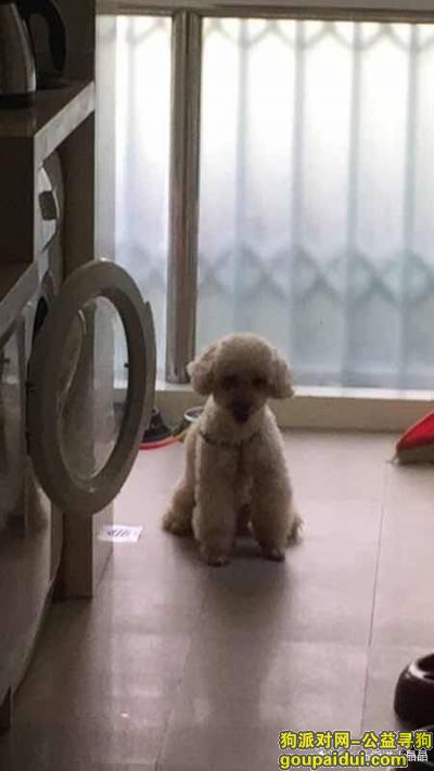 上海普陀区万里地区捡到泰迪一只，它是一只非常可爱的宠物狗狗，希望它早日回家，不要变成流浪狗。