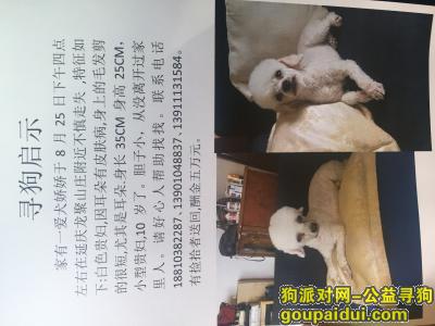 寻家里狗狗名叫娇娇，在北京延庆区走失，如有消息必有重谢，它是一只非常可爱的宠物狗狗，希望它早日回家，不要变成流浪狗。