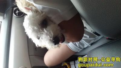 【海盐县武原镇 寻找白色贵宾】，它是一只非常可爱的宠物狗狗，希望它早日回家，不要变成流浪狗。