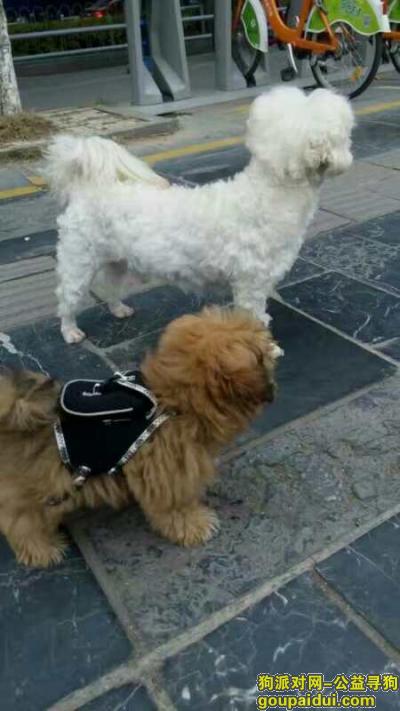 寻找在桂林丢失的两只爱犬，它是一只非常可爱的宠物狗狗，希望它早日回家，不要变成流浪狗。