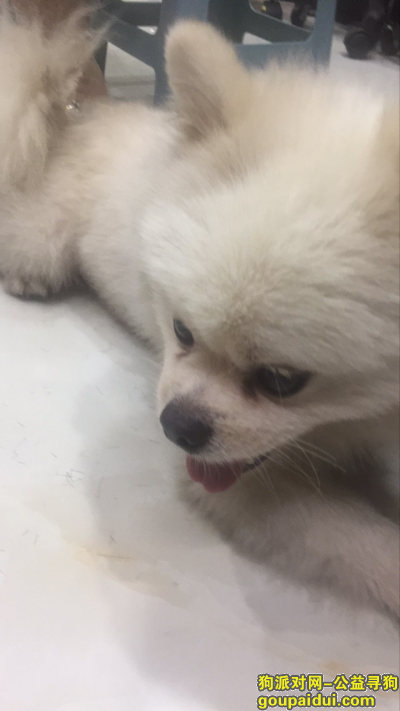 温州捡到狗，捡到白色博美 3 岁左右，它是一只非常可爱的宠物狗狗，希望它早日回家，不要变成流浪狗。