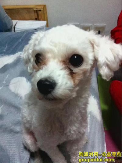 【北京找狗】，寻找爱犬一只白色贵妇犬，它是一只非常可爱的宠物狗狗，希望它早日回家，不要变成流浪狗。
