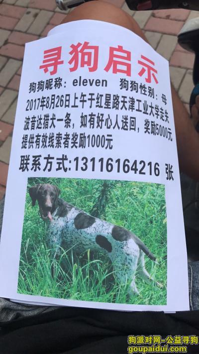 天津工业大学向阳楼附近寻爱犬消息，它是一只非常可爱的宠物狗狗，希望它早日回家，不要变成流浪狗。