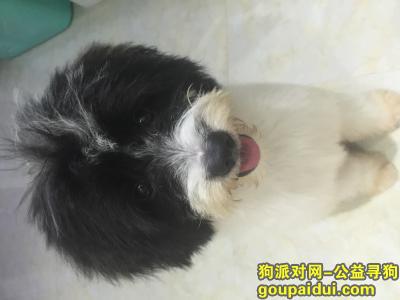 球球你赶紧回家吧、在深圳南湾荔枝花园走失，它是一只非常可爱的宠物狗狗，希望它早日回家，不要变成流浪狗。
