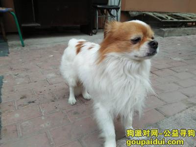 【哈尔滨捡到狗】，在商大附近民安小区已经在这好几天了帮忙看看啊，它是一只非常可爱的宠物狗狗，希望它早日回家，不要变成流浪狗。
