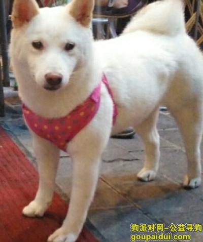 【北京找狗】，寻找一只白色柴犬，黄寺附近走失，它是一只非常可爱的宠物狗狗，希望它早日回家，不要变成流浪狗。
