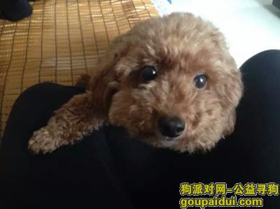 【重庆找狗】，寻宝宝回家 重庆主城区棕黄色小型泰迪妹妹，它是一只非常可爱的宠物狗狗，希望它早日回家，不要变成流浪狗。