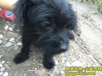于龙门山旅游公路捡到纯黑泰迪，它是一只非常可爱的宠物狗狗，希望它早日回家，不要变成流浪狗。