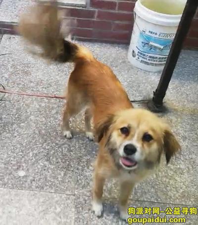 黄色中型中华田园犬MM-呼兰区呼兰大道滨才星城，它是一只非常可爱的宠物狗狗，希望它早日回家，不要变成流浪狗。