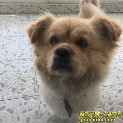 【上海找狗】，申旺路春西路附近浅棕色小萌狗！！！大名乐乐，它是一只非常可爱的宠物狗狗，希望它早日回家，不要变成流浪狗。