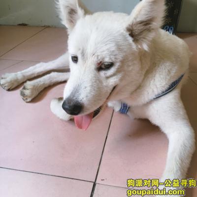 【上海找狗】，心急的想找回我家狗狗，它是一只非常可爱的宠物狗狗，希望它早日回家，不要变成流浪狗。