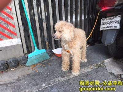 北京市西城区西便门外大街捡到狗狗一条，请狗主人联系，它是一只非常可爱的宠物狗狗，希望它早日回家，不要变成流浪狗。