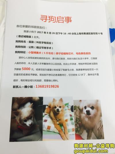 【上海找狗】，上海黄浦区8/26丢失一条博美犬，它是一只非常可爱的宠物狗狗，希望它早日回家，不要变成流浪狗。
